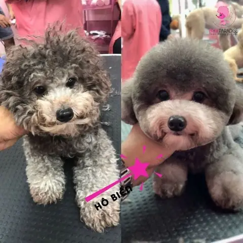 Nhận Biết Các Biểu Hiện Bất Thường Về Sức Khỏe Và Đưa Đi Thú Y Kịp Thời