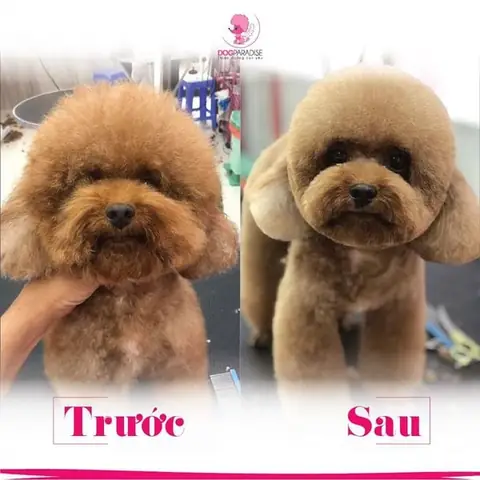 Nhận Biết Các Biểu Hiện Bất Thường Về Sức Khỏe Và Đưa Đi Thú Y Kịp Thời