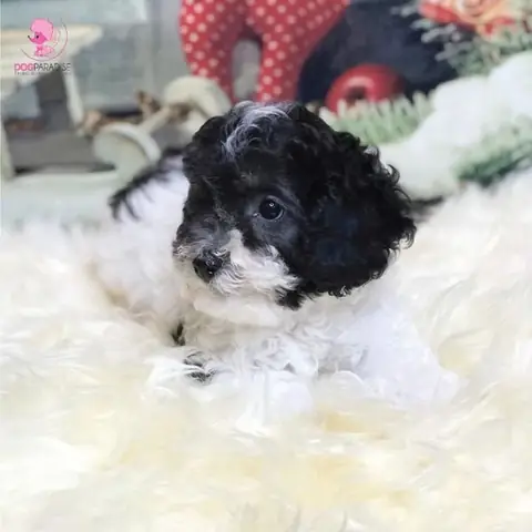 Những Lưu Ý Cách Nuôi Chó Poodle Tiny 2 Tháng Tuổi Trở Lên