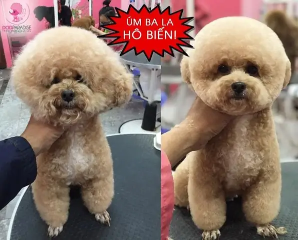 Nhận Biết Các Biểu Hiện Bất Thường Về Sức Khỏe Và Đưa Đi Thú Y Kịp Thời