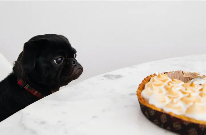 Thức Ăn Cho Chó Pug Như Thế Nào Là Hợp Lí?