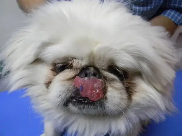 Dấu Hiệu Ký Sinh Trùng Máu Ở Chó