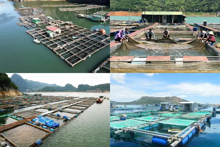 Thiết Kế Và Xây Dựng Lồng Nuôi