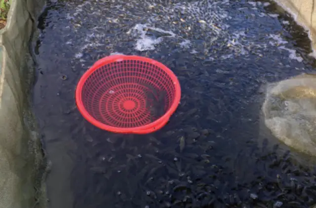 Kỹ Thuật Nuôi Cá Bột: Hướng Dẫn Chuyên Sâu Từ Ương Giống Đến Thu Hoạch