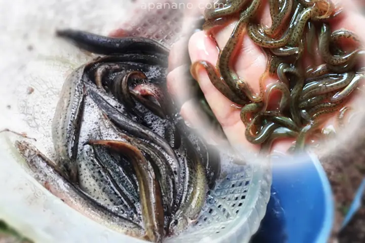 Kỹ Thuật Nuôi Cá Chạch Bùn (chạch Đồng)