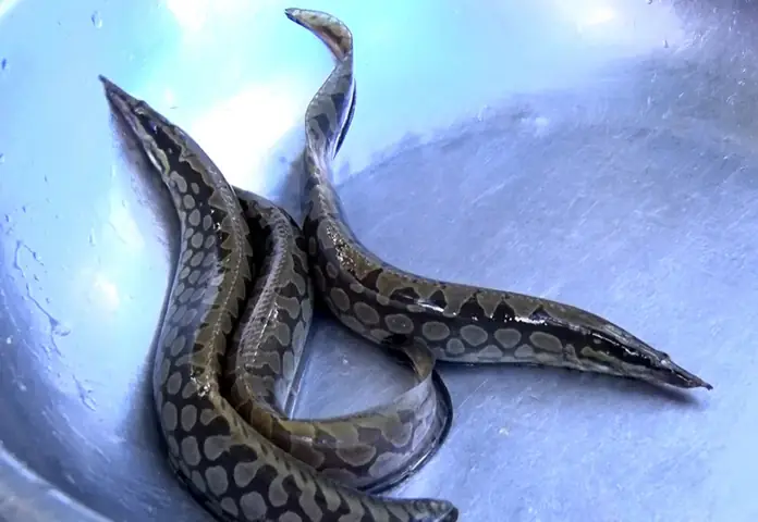 Kỹ Thuật Nuôi Cá Chạch Lấu Ở Các Mô Hình Khác Nhau