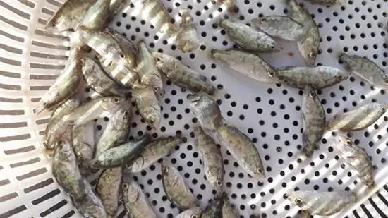 Kỹ Thuật Nuôi Cá Chẽm Trong Ao Đất Kỹ Thuật Nuôi Cá Chẽm Trong Ao Đất