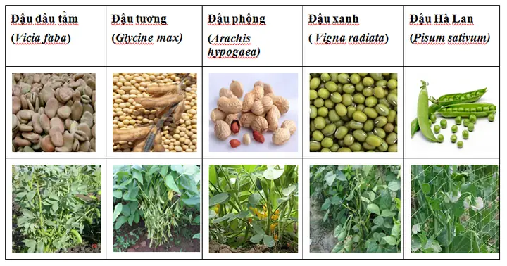 Phương Pháp Và Mật Độ Thả