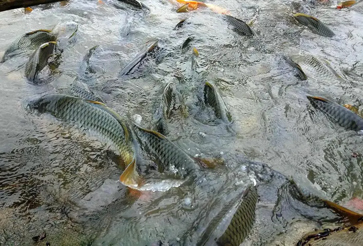 Kỹ Thuật Nuôi Cá Chép Giòn Hiệu Quả Mang Lại Lợi Nhuận Khủng