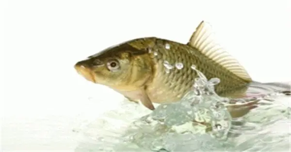 Kỹ Thuật Nuôi Cá Chép Giòn Hiệu Quả | Dân Tộc Và Phát Triển