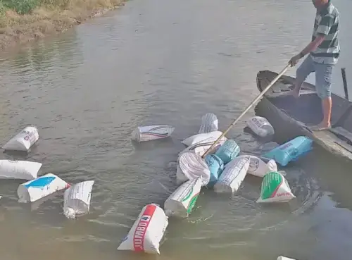 Lựa Chọn Giống Cá Chép Mồi