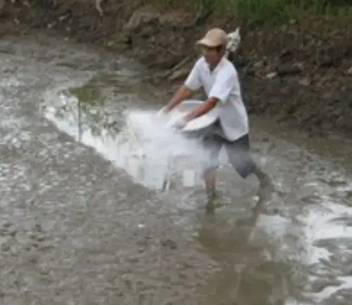 Chuẩn Bị Môi Trường Nuôi Cá Chép Mồi