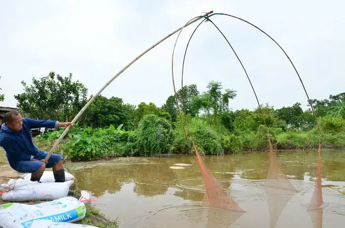 Điều Kiện Tiên Quyết Để Áp Dụng Kỹ Thuật Nuôi Cá Chép Ruộng