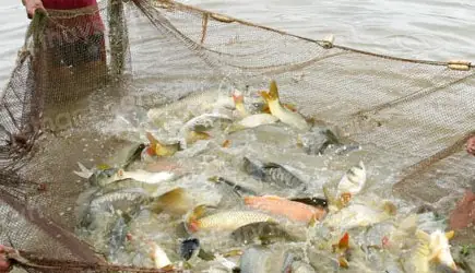 Kỹ Thuật Nuôi Cá Chép Thương Phẩm