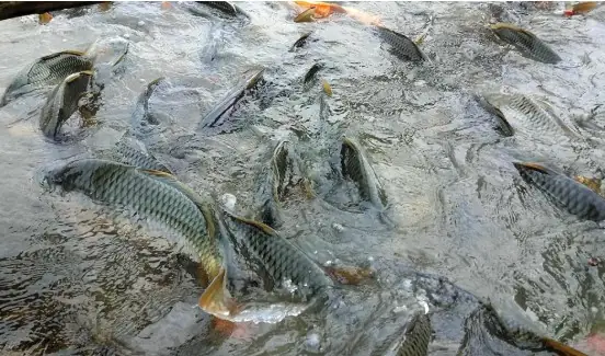 Kỹ Thuật Nuôi Cá Chép Thương Phẩm