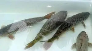 Kỹ Thuật Nuôi Cá Chép Thương Phẩm