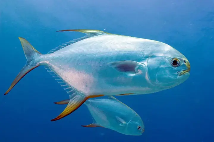 Kỹ Thuật Nuôi Cá Chim Vây Vàng Trong Ao