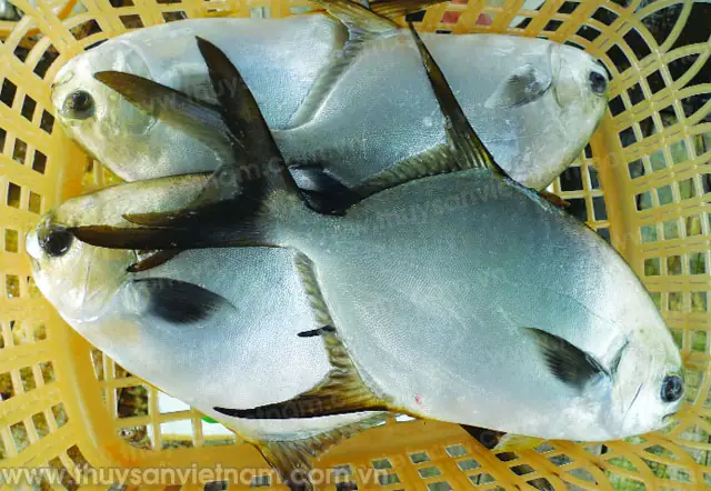 Kỹ Thuật Nuôi Cá Chim Vây Vàng