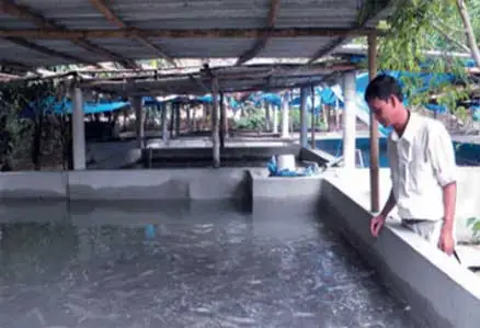 Theo Kỹ Sư Ngô Thị Mỹ Hạnh, Cán Bộ Quản Lý Môi Trường Và Nguồn Lợi Thủy Sản Xã An Ninh Tây (tuy An, Phú Yên) Để Chuẩn Bị Nuôi Cá Chình Bông, Đầu Tiên Cần Làm Tốt Khâu Chọn Giống. Cỡ Giống Tốt Nhất Khoảng 100g/con, Khỏe Mạnh, Đồng Đều, Màu Sắc Tươi Sáng, Không Bị Bệnh.