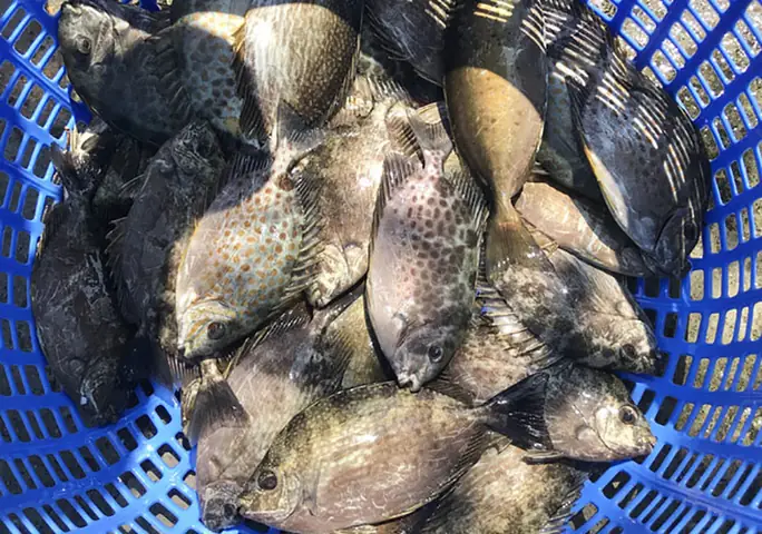 Kỹ Thuật Nuôi Cá Dìa Bông: Hướng Dẫn Chi Tiết Cho Người Mới Bắt Đầu