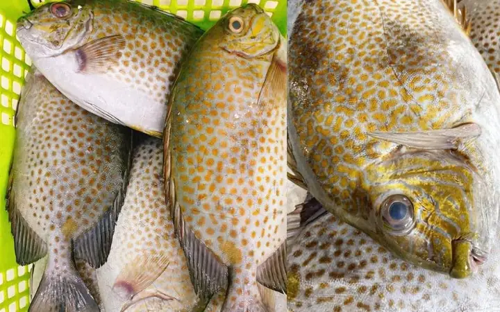 Kỹ Thuật Nuôi Cá Dìa Bông: Hướng Dẫn Chi Tiết Cho Người Mới Bắt Đầu