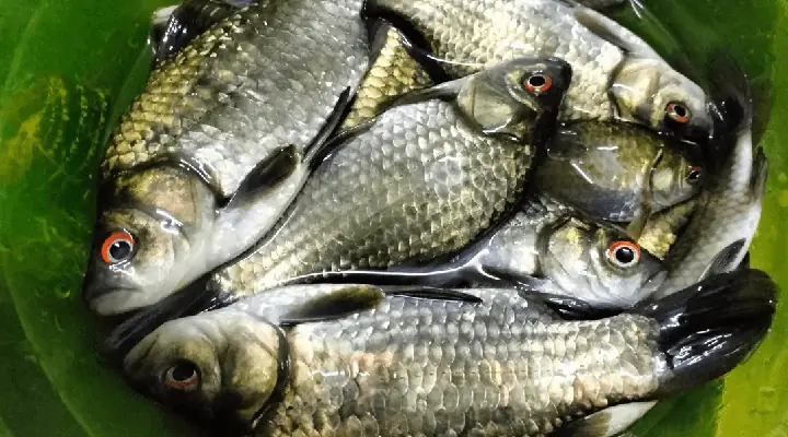 Kỹ Thuật Nuôi Cá Diếc