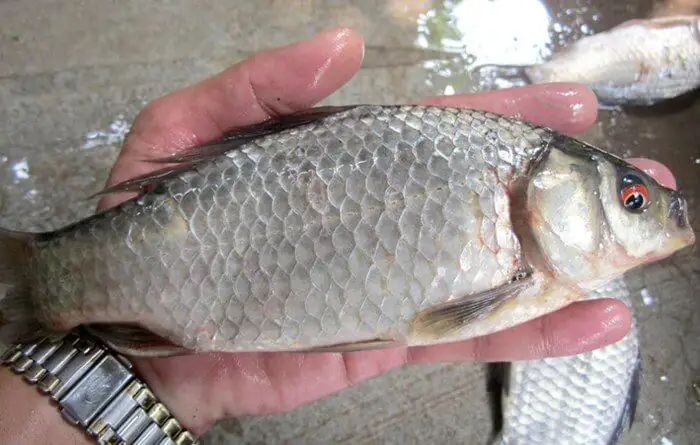 Phòng Và Trị Bệnh