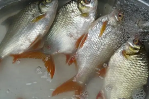 Kỹ Thuật Nuôi Cá Diếc Thương Phẩm