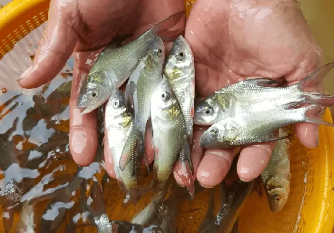 Kỹ Thuật Nuôi Cá Diếc Thương Phẩm