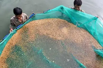 Kỹ Thuật Nuôi Cá Giống: Từ Chọn Cá Bố Mẹ Đến Chăm Sóc Cá Bột