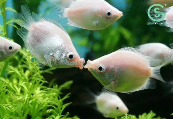 Kỹ Thuật Nuôi Cá Hường Hôn Môi Cho Người Mới Chơi Tại Nhà