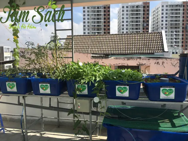 Cách Bố Trí Bể Cá Và Cây Trồng