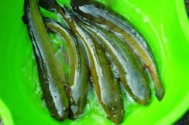 Kỹ Thuật Nuôi Cá Lóc Bông Trong Ao Đất