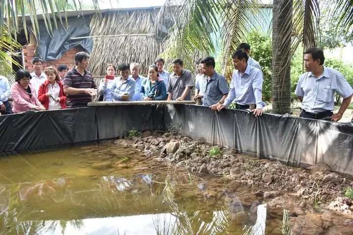Kỹ Thuật Nuôi Cá Lóc Trong Bể Lót Bạt