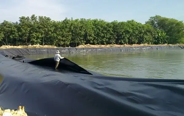 Kỹ Thuật Nuôi Cá Lóc Trong Bể Lót Bạt