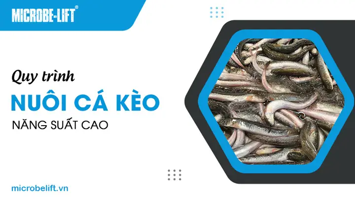 Kỹ Thuật Nuôi Cá Lòng Tong: Hướng Dẫn Từ Chuyên Gia Bảo Tồn