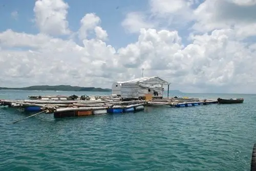 Kỹ Thuật Nuôi Cá Mú Biển Hiệu Quả Từ Chuyên Gia: Hướng Dẫn Toàn Diện Từ A Đến Z