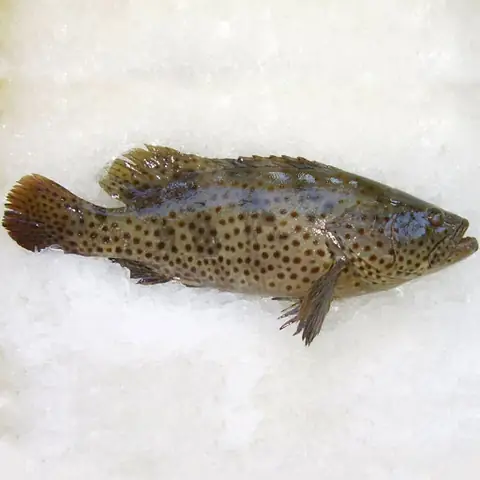 Kỹ Thuật Nuôi Cá Mú Biển Hiệu Quả Từ Chuyên Gia: Hướng Dẫn Toàn Diện Từ A Đến Z