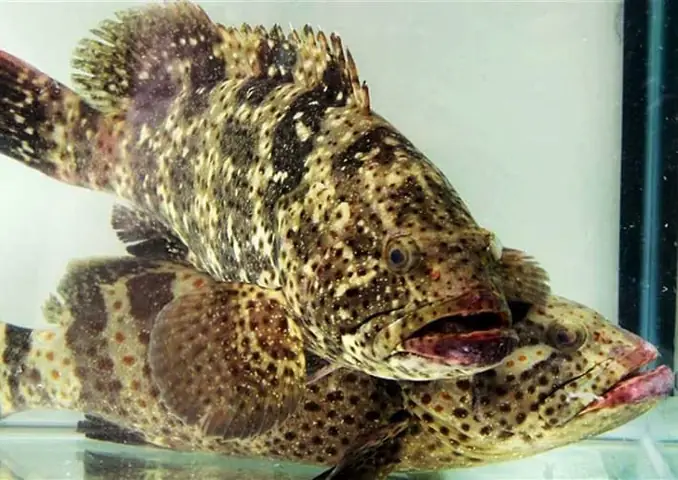 Kỹ Thuật Nuôi Cá Mú Biển Hiệu Quả Từ Chuyên Gia: Hướng Dẫn Toàn Diện Từ A Đến Z