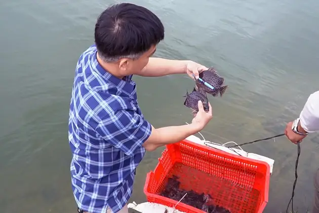 Kỹ Thuật Nuôi Cá Nâu Thương Phẩm