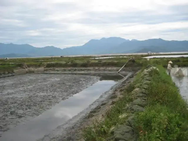 Tìm Hiểu Chung Về Cá Nâu Và Tiềm Năng Phát Triển