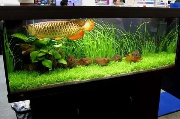 Cách Thiết Kế Bể Cá Rồng Ngân Long