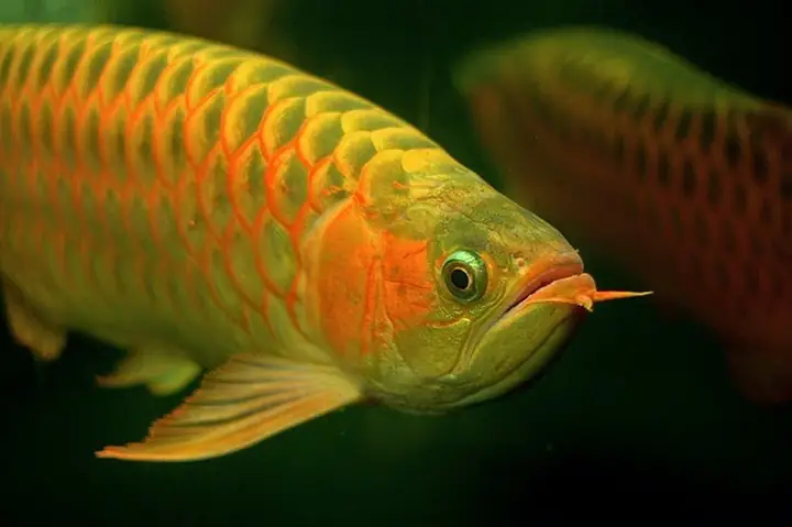 Đặc Tính Sinh Học Cá Ngân Long