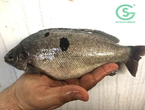 Đặc Điểm Sinh Học Của Cá Ngọc Đế