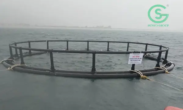 Bước 1: Chuẩn Bị Ao Để Nuôi Cá Ngọc Đế