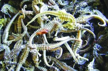 Kỹ Thuật Nuôi Cá Ngựa Nước Ngọt - Trại Giống F1 Kỹ Thuật Nuôi Cá Ngựa Nước Ngọt - Trại Giống F1