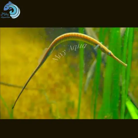 Cá Hải Long ( Cá Ngựa Nước Ngọt) – Mayaqua Cá Hải Long ( Cá Ngựa Nước Ngọt) – Mayaqua