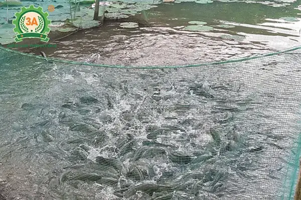 Phân Biệt Cá Quả Nuôi Và Cá Quả Nhập Khẩu Phân Biệt Cá Quả Nuôi Và Cá Quả Nhập Khẩu