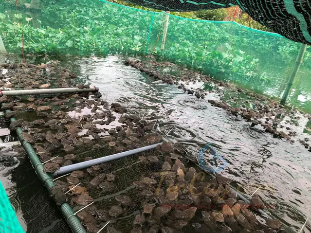 Kỹ Thuật Nuôi Ếch Kết Hợp Cá Rô Đầu Nhím – Tạp Chí Thủy Sản Việt Nam Kỹ Thuật Nuôi Ếch Kết Hợp Cá Rô Đầu Nhím – Tạp Chí Thủy Sản Việt Nam