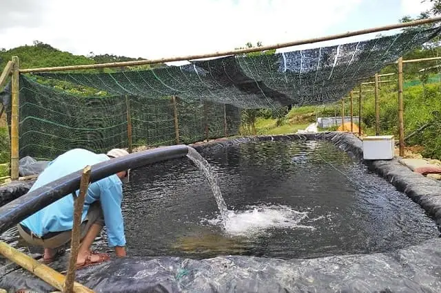 Hãy Quản Lý Môi Trường Sống Của Cá Rô Đồng Trong Bể Xi Măng Thật Logic Hãy Quản Lý Môi Trường Sống Của Cá Rô Đồng Trong Bể Xi Măng Thật Logic